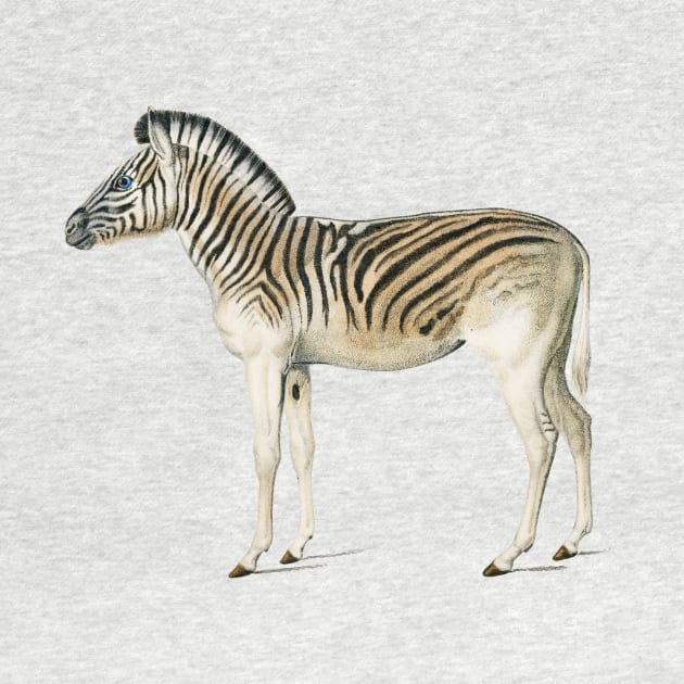 Vintage mountain zebra-animalia by Phantom Troupe